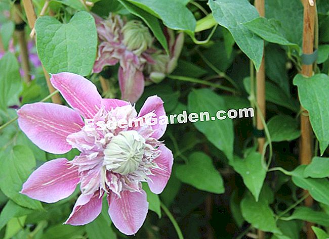 15 Soiuri de clematis pentru sezonul de vară înflorit - (soiuri) Clematis