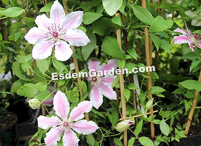15 Soiuri de clematis pentru sezonul de vară înflorit - (înflorit) Clematite