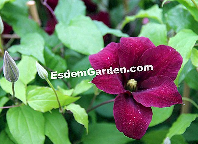 15 Soiuri de clematis pentru sezonul de vară înflorit - (soiuri) Clematis