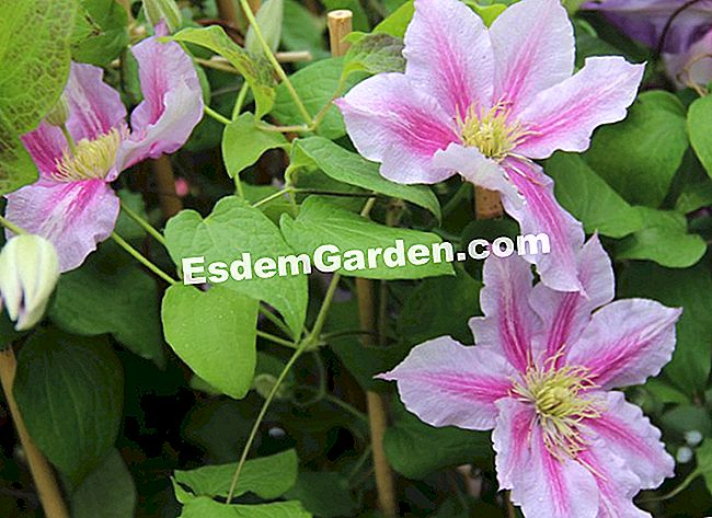 15 Soiuri de clematis pentru sezonul de vară înflorit - (soiuri) Clematis