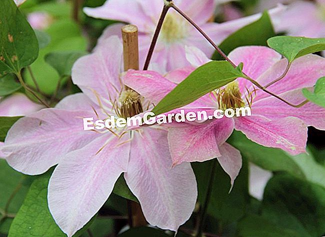 15 Soiuri de clematis pentru sezonul de vară înflorit - (înflorit) Clematis