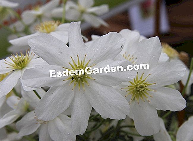 15 Soiuri de clematis pentru sezonul de vară înflorit - (soiuri) Clematite armandii