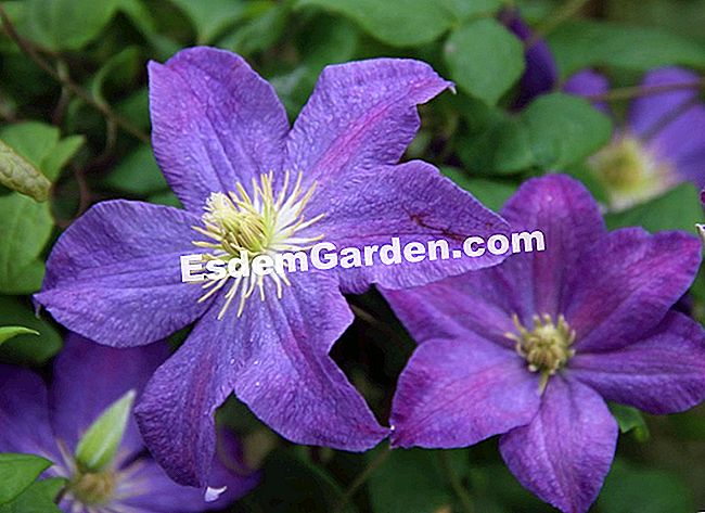 15 Soiuri de clematis pentru sezonul de vară înflorit - (înflorit) Clematis