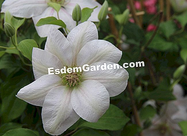 15 Soiuri de clematis pentru sezonul de vară înflorit - (soiuri) Clematite