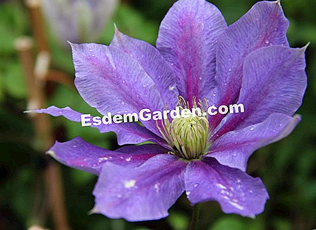 15 Soiuri de clematis pentru sezonul de vară înflorit - (pentru) Clematis