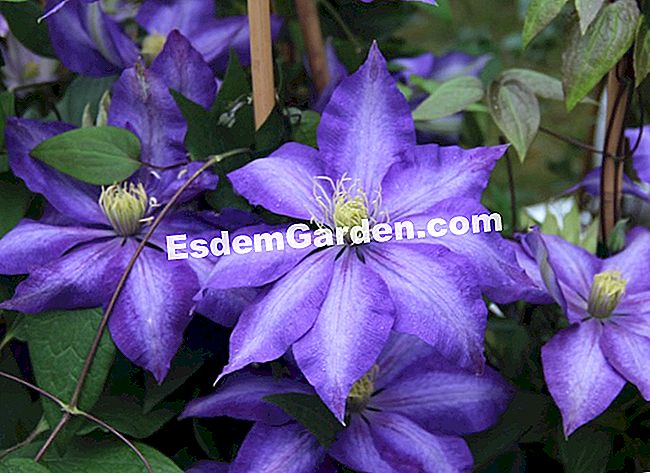 15 Soiuri de clematis pentru sezonul de vară înflorit - (înflorit) Clematis