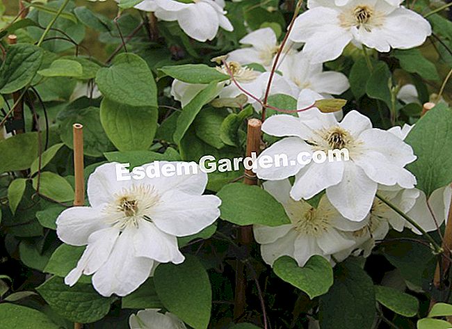 15 Soiuri de clematis pentru sezonul de vară înflorit - (soiuri) Clematite