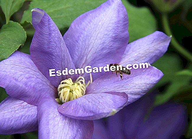15 Soiuri de clematis pentru sezonul de vară înflorit - (pentru) Clematis H.F. Young