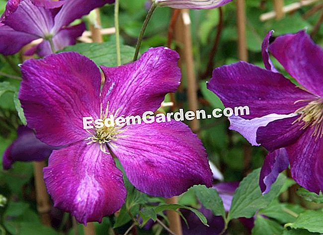 15 Soiuri de clematis pentru sezonul de vară înflorit - (pentru) Clematite jackmanii purpurea