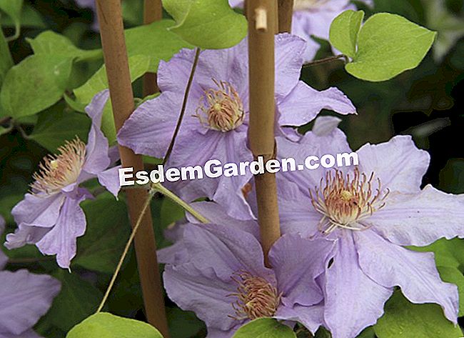 15 Soiuri de clematis pentru sezonul de vară înflorit - (soiuri) Clematis