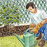 Burro al nasturzio - (terreno) Acqua e fertilizzare