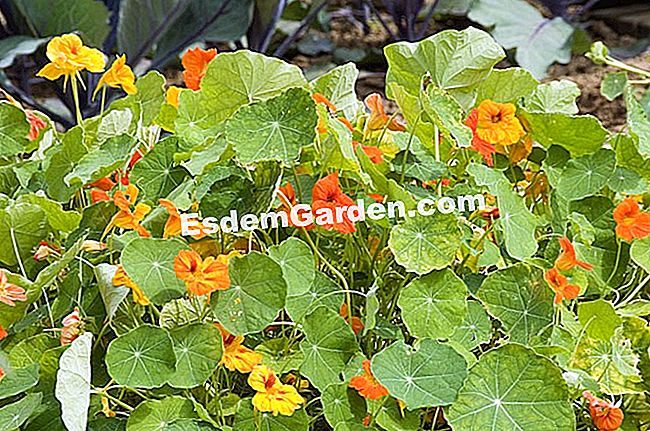Burro al nasturzio - (terreno) F.Marre - EsdemGarden - The Pinard Wood - Marie Marcat