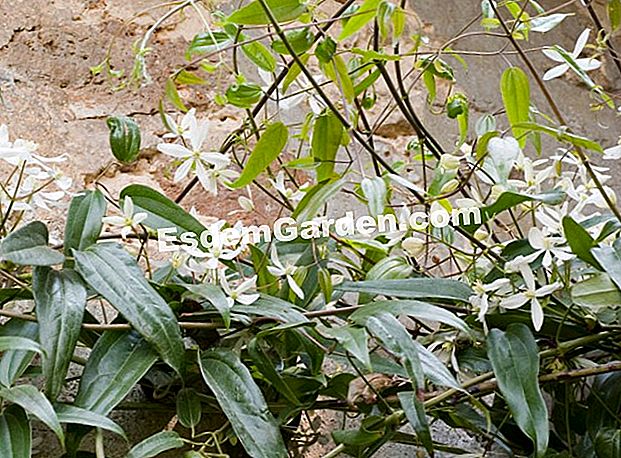 Clematis armandii, เถาวัลย์มีกลิ่นหอม - เถาว Clematis armandii - Marre - Saint-Jean de Beauregard -esdemgarden.com