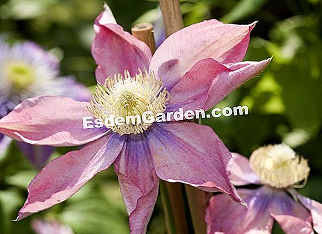 Clematis 'Little Mermaid' - (Little) Clematis 'Little Mermaid' / close-up / flower