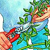 Detener el jazmín de invierno - (esquejes) Toma los esquejes