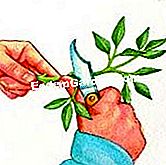 Detener el jazmín de invierno - (esquejes) Retire algo del follaje