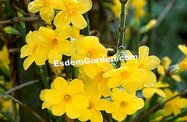 Detener el jazmín de invierno - (invierno) Jasminum nudiflorum
