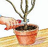 Graft bignone dalam kenaikan - (bignone) Pilih topik rootstock