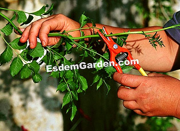 Graft bignone dalam kenaikan - (yang) Memotong bignone, mengambil keratan dengan secateurs - F. Marre - EsdemGarden