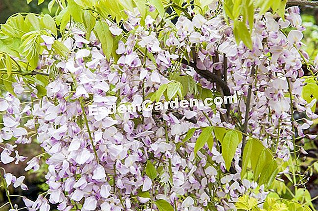 Graft Glyzinie - (glyzinie) wistaria