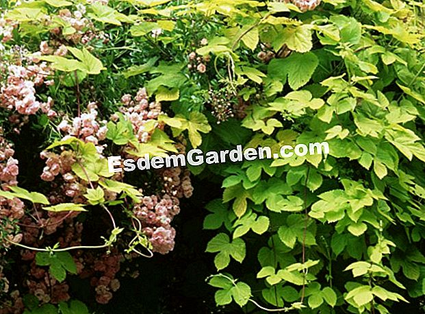 Lúpulo dorado (Humulus lupulus 'Aureus') - (Humulus) Lúpulo dorado
