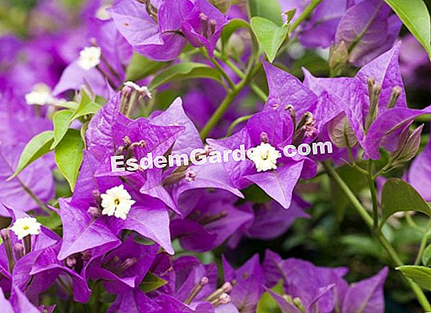 Bagaimana untuk mempunyai bougainvillea yang indah - (yang) Bougainvillea - F. Marre - EsdemGarden