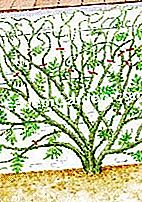 Marcotter e intaglia il glicine d'estate - (marcotter) Taglia i ramoscelli dell'anno