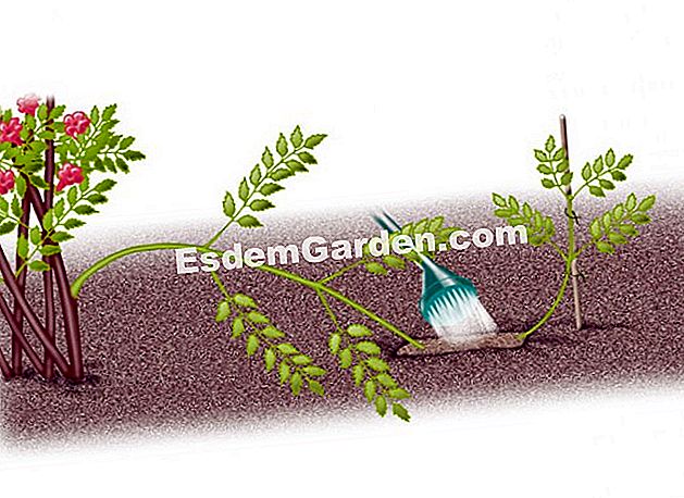 Marcotter yang bignone - (cawangan) Marcotter a bignone - M. Sinier - EsdemGarden