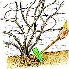 藤を切る - () ルスティカ