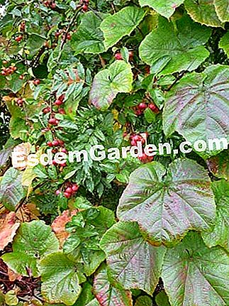 Kebun anggur Coignet, rupa eksotik - (anggur) kebun anggur Coignet - N. Vialard