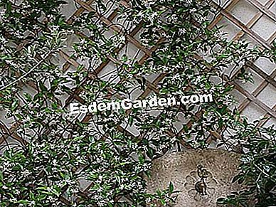 Traliccio decorativo a forma di ventaglio, ideale per gelsomino, edera