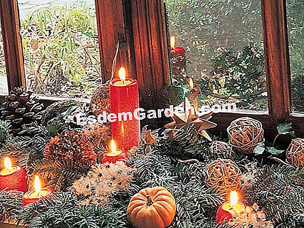 Verlicht zijn vensters voor de vakantie met de takken van de tuin - Kim-Cuc - EsdemGarden