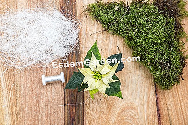 Karácsonyfa dekoráció Mikulásvirág - hogy anyag a kokedama számára