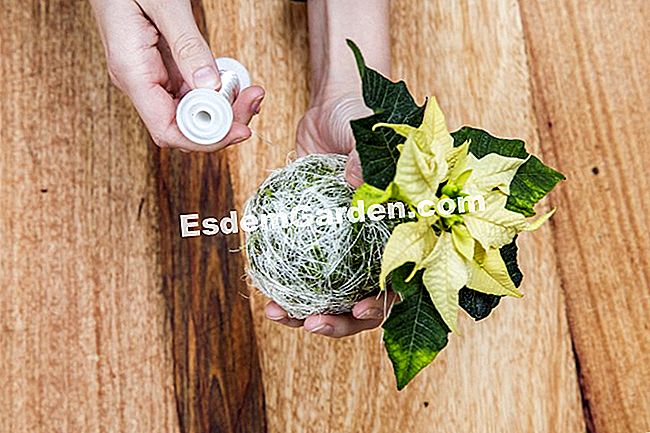 Karácsonyfa dekoráció Mikulásvirág - dekoráció kokedama mikulásvirág készítmény