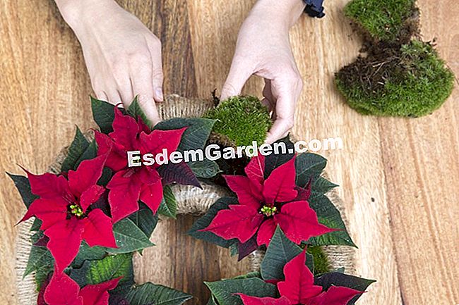 Ghirlanda floreale di stelle di Natale da fare per Natale - (Natale) poinsettie e muschio