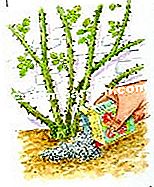 Trăiește cățăratul a crescut nu urca - (tratament) Ilustrație: granule la poalele unei trandafiri