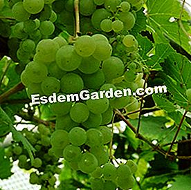 Berjuang dengan cendawan serbuk - (serbuk) vitis amperia 'perdin', pelbagai INRA tahan terhadap cendawan bubuk