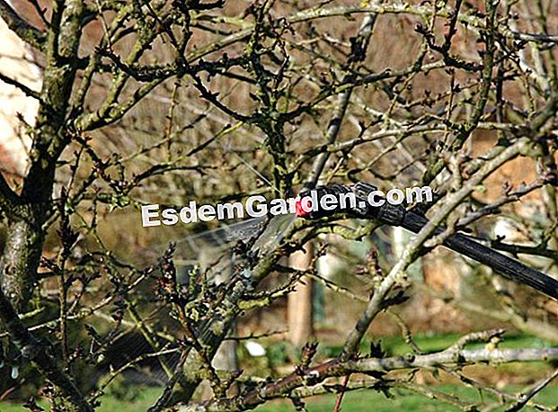 Perosak dan penyakit pokok dan pokok renek - (penyakit) Sembur pada pokok buah