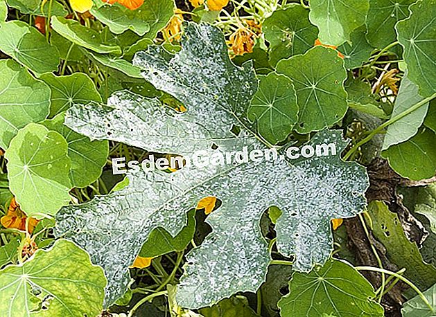 Masa penyakit dan parasit - (parasit) Oidium pada daun zucchini