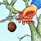 Tratta il melo - (trattamento) Illustrazione: eliminazione di un frutto mummificato