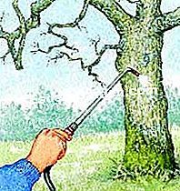 Tratta il melo - (inverno) Illustrazione: spruzzando su un albero