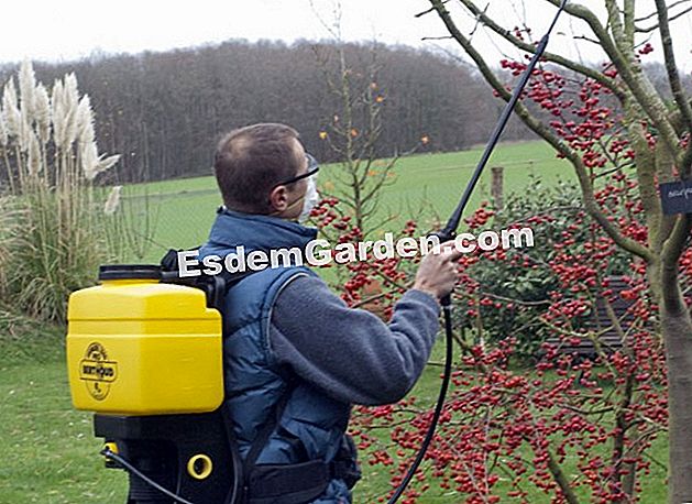 Tratta il melo - (melo) Spruzzo su un albero