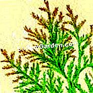 Rawat thuja di lindung nilai - (lindung) Ilustrasi: tip cedar menjadi coklat