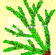 Rawat thuja di lindung nilai - (lindung) Ilustrasi: aphids dan mealybugs pada cedar