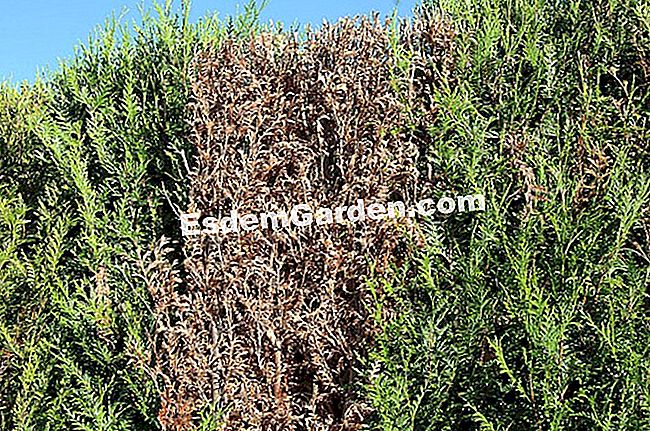 Rawat thuja di lindung nilai - (anda) Thuya mendiagnosis sakit