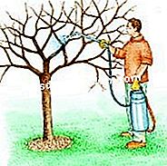 Rawat pic itu - (dengan) Ilustrasi: menyembur di atas pokok