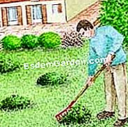 Behandle das Gras - (gras) Illustration: Antischaumbehandlung auf dem Rasen: entfernen Sie das tote Moos mit einem Rechen