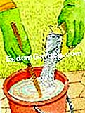 Trata el peral - (peral) Ilustración: preparación de una solución de tratamiento