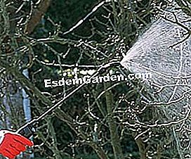 Trattamento invernale di alberi da frutto - (trattamento) Utilizzando uno spruzzatore