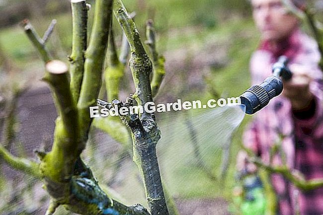 Trattamento invernale di alberi da frutto - (frutto) Spruzzo di miscela bordolese su un albero da frutto
